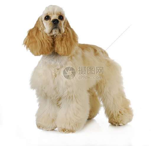 可爱的小狗棕色棕褐色哺乳动物宠物猎犬犬类朋友动物毛皮白色图片