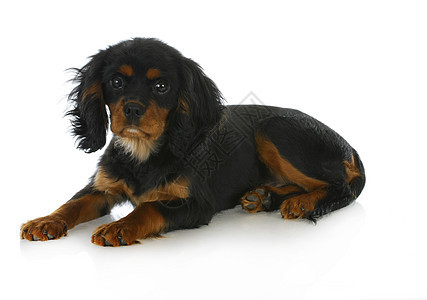 可爱的小狗脊椎动物毛皮黑色水平主题家畜哺乳动物犬类棕褐色猎犬图片