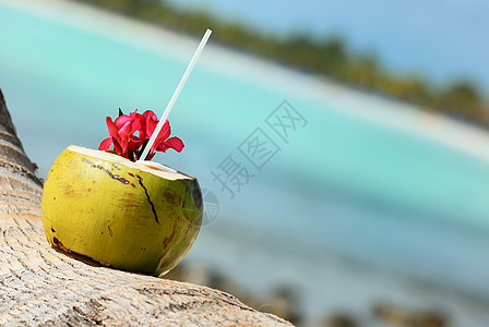 海滩上的椰子海洋假期晴天天堂坚果阳光情调海景可可蓝色图片