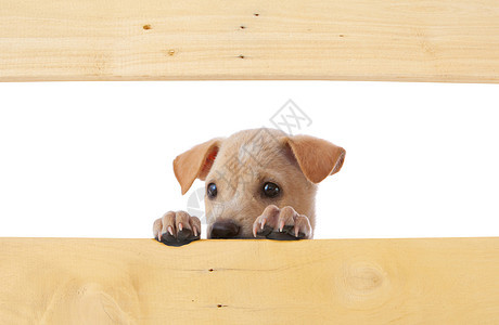 带框架的狗狗木板隐藏空白横幅哺乳动物小狗犬类边界白色广告图片