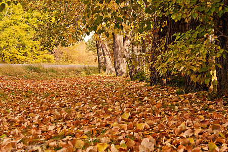 秋余假红色植物橡木植物群棕色环境季节性森林木头橙子图片