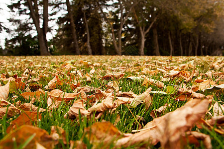 秋叶在地面上图片