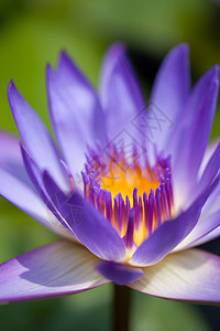 紫水百合宏观花瓣花园热带异国情调环境荷花公园植物图片