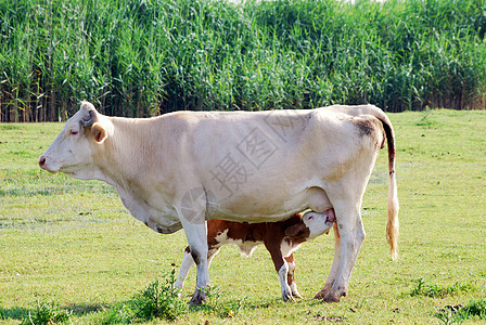 新生儿喂奶牛幼崽和母乳自然环境图片