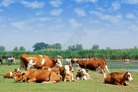 奶牛牧场牧场上白奶牛和棕奶牛背景