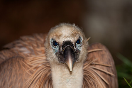 西班牙布尔戈斯野生动物眼睛羽毛顶峰清道夫生活斑鱼动物群荒野秃鹰图片