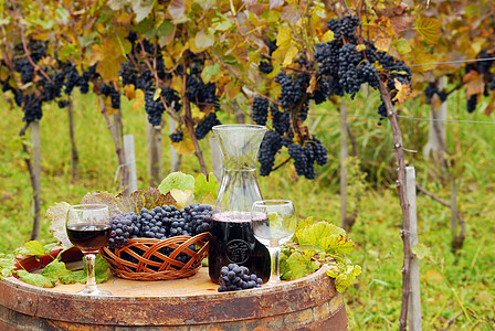 秋天葡萄园和红酒图片