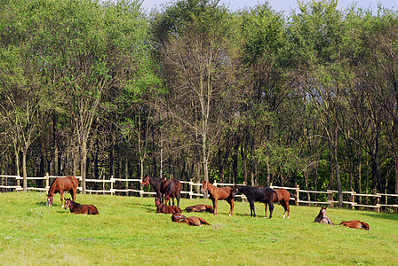 牛圈中马群牧场棕色农场绿色场地哺乳动物畜栏黑色图片