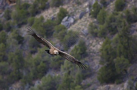 塞戈维亚 西班牙秃鹰野生动物掠夺性生活晴天身体斑鱼自然公园翅膀清道夫图片
