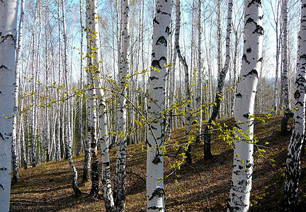 伯奇森林白色木头树叶树木背景图片