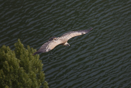 塞戈维亚 西班牙翅膀秃鹰斑鱼生活动物身体自然公园掠夺性荒野晴天图片