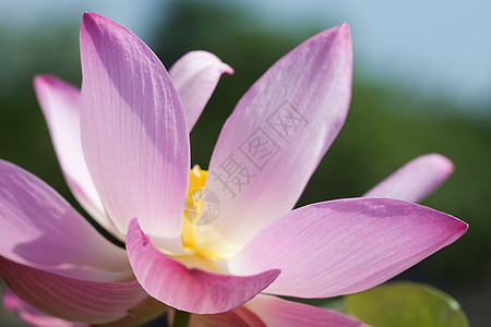 开花莲花季节叶子反思花瓣情调软垫百合植物学池塘公园图片