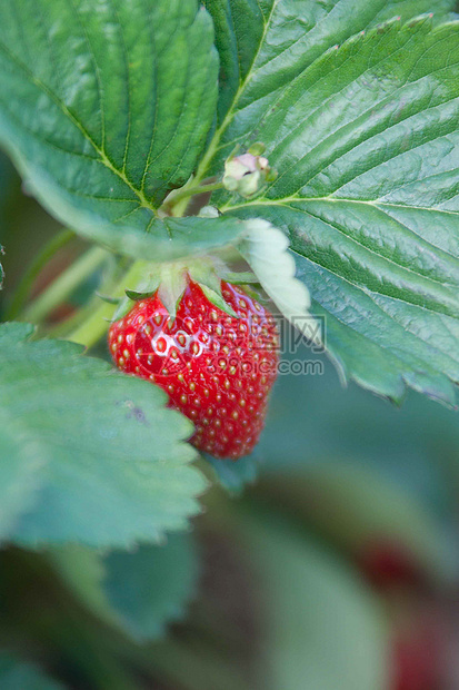 草莓食物绿色叶子浆果水果甜点园艺收成维生素红色图片
