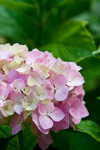 绣球花花序环境植物群投标香味季节生活叶子香气生态图片