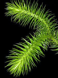 场景森林绿色叶子环境孢子体异国生长植物黑色孢子图片