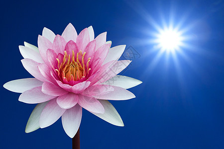 春季背景的红莲露桌面百合蓝色活力荷花晴天光束太阳图片
