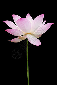 粉色莲花在黑色上被隔绝宏观池塘花园植物群宗教明信片情调异国百合荷花图片