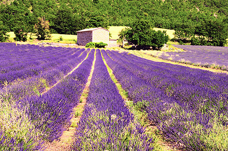 地貌的拉凡人薰衣草收成香味紫色线条风景丘陵场地天空农村图片