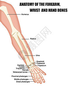 前臂 手和手骨的解剖学图片