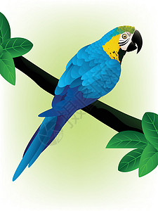 蓝金刚鹦鹉蓝色金刚鹦鹉动物乐趣植被荒野丛林插图热带快乐图片