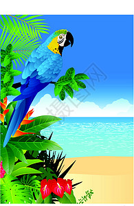 具有热带海滩背景的蓝金刚鹦鹉植被动物木头环境季节插图荒野支撑太阳雨林图片