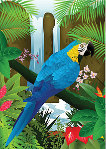 蓝金刚鹦鹉乐趣丛林叶子植物翅膀蓝色木头环境衬套野生动物图片
