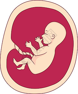 胎儿在子宫中艺术插图新生儿保健卫生生活分娩妈妈身体几个月图片