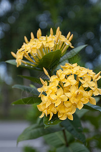 全闪耀时的黄色 Ixora 鲜花灌木宏观植物绿色衬套花粉植被热带花朵仙丹图片