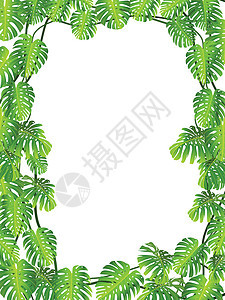 热带叶叶背景森林庆典生长荒野美化植物学叶子插图木头丛林图片