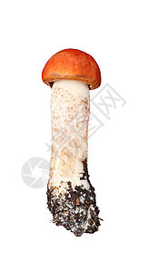 以白色隔开的橙色上冠爱好蔬菜季节食用菌食物喘息袖珍棕色菌类季节性图片