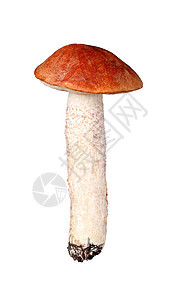 以白色隔开的橙色上冠食物喘息棕色袖珍爱好食用菌蔬菜菌类季节性季节图片