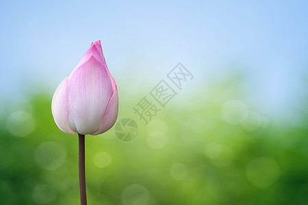 春季背景的粉色莲花图片