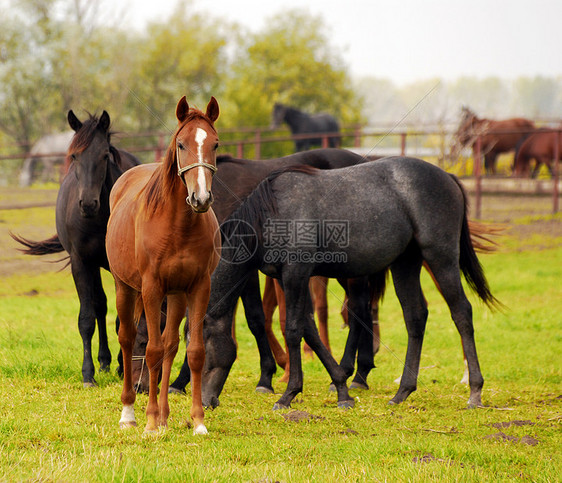 牧草中的马群农场场地哺乳动物绿色黑色棕色动物牧场图片