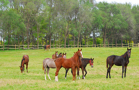 牧马的马牧场农场黑色畜栏哺乳动物场地绿色动物棕色图片