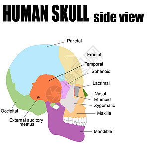 人类骨骼的侧面视图图片