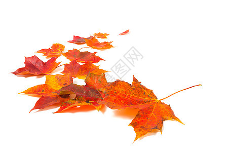 秋天叶色白背景的树叶图片