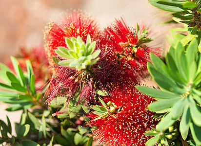红澳大利亚花朵小约翰教区图片