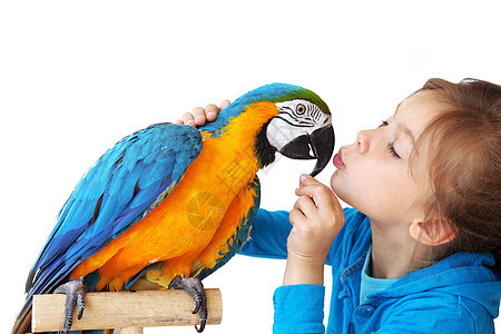 有鹦鹉和鹦鹉的儿女宠物微笑孩子热带金刚鹦鹉朋友们蓝色压痛接吻异国图片