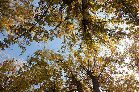 色彩多彩的秋树木头场地场景阳光叶子森林黄色植物群季节性季节图片
