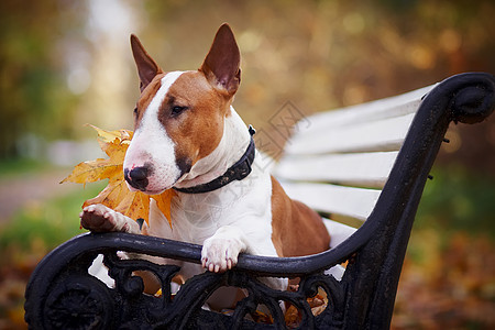 红公牛大帝座在长椅上小狗宠物哺乳动物力量友谊英语猎犬犬类微笑男性图片