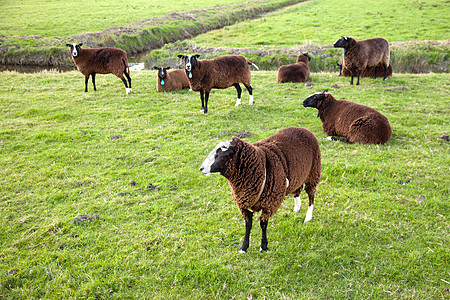 草地中的棕色绵羊图片
