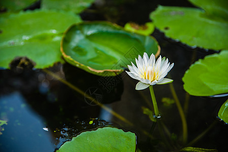 池塘水中粉红莲花开花图片