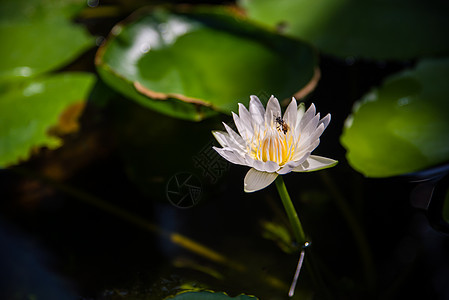 粉色莲花在水上开花 在池塘中蜜蜂图片