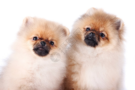 两只小狗的肖像动物乐趣好奇心毛皮忠诚哺乳动物爪子脊椎动物头发棕色图片