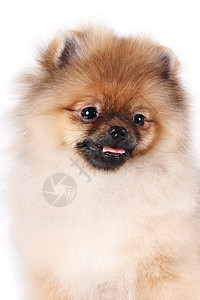一条小狗的肖像友谊头发哺乳动物白色忠诚棕色脊椎动物犬类爪子好奇心图片