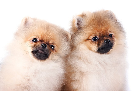 两只小狗的肖像友谊哺乳动物头发爪子好奇心白色乐趣忠诚棕色犬类图片