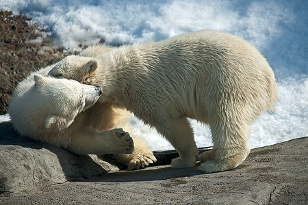 两只北极白熊哺乳动物濒危动物园捕食者婴儿鸟舍图片