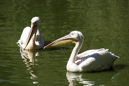 两只紧紧相近白色羽毛荒野野生动物生物太阳鸟类翅膀图片