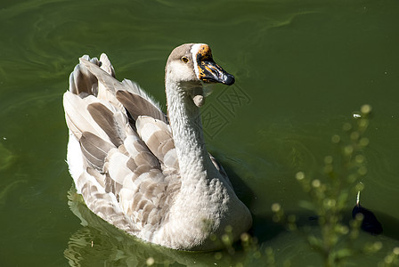 Swan 鹅半剖面图图片