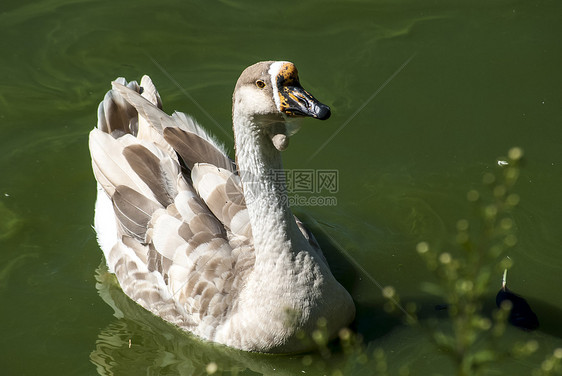 Swan 鹅半剖面图图片